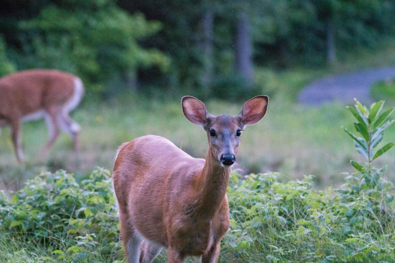 Taboo Muskoka Hotel Gravenhurst Eksteriør billede
